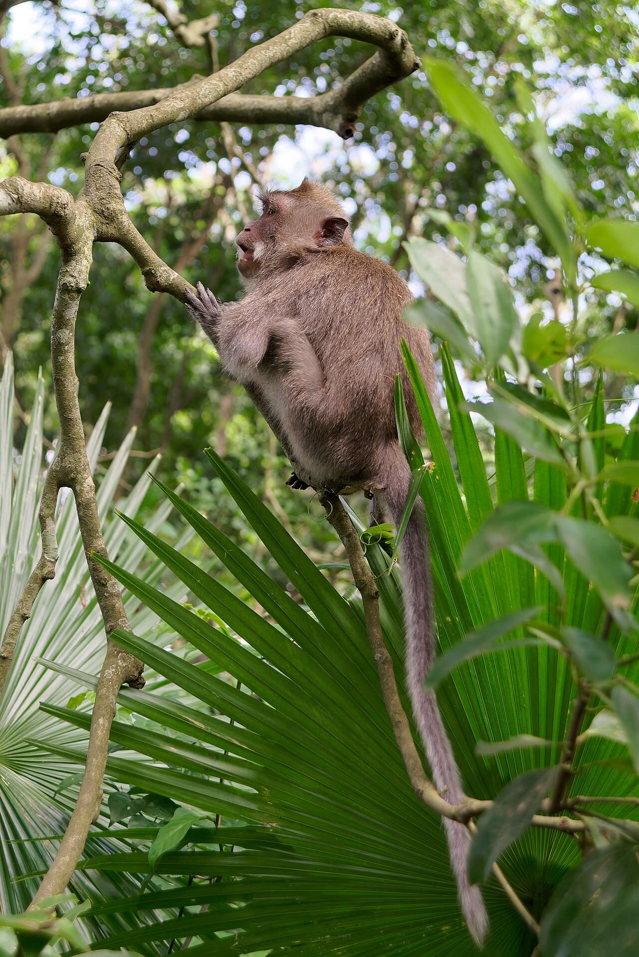 Long-tailed macaques among mossy temple statues in the Sacred Monkey Forest, Ubud, Bali