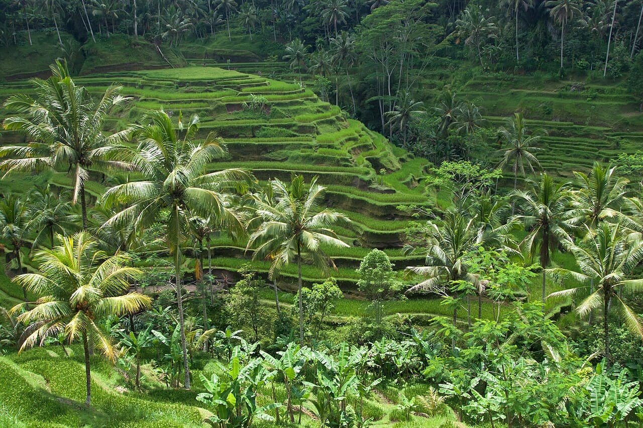 Sculpted green rice terraces descending a valley in Bali