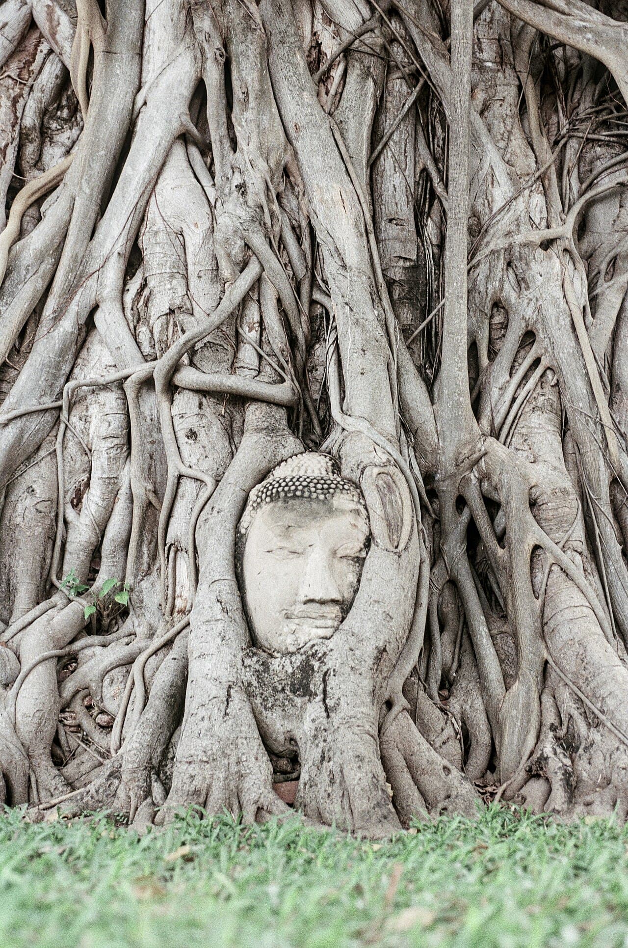 A stone Buddha head entwined in the roots of a bodhi tree at Wat Mahathat, Ayutthaya