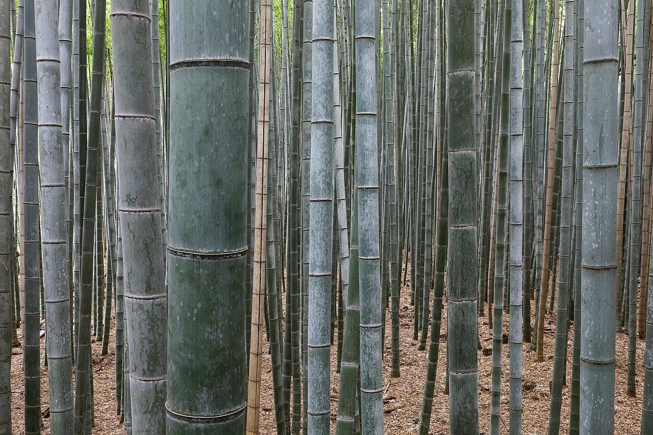 Sunlight through the Arashiyama bamboo grove, Kyoto