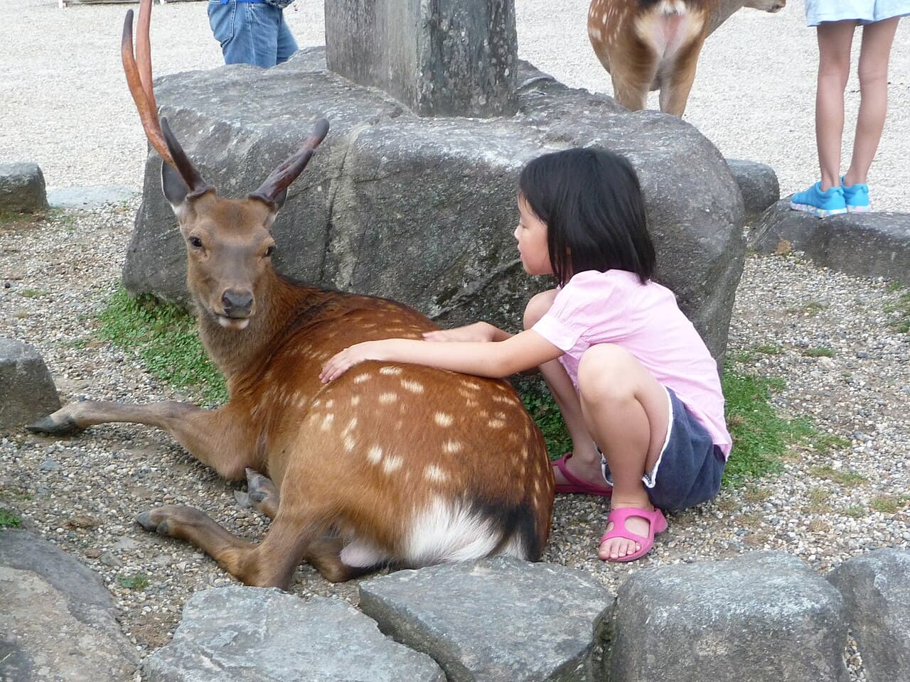 Free-roaming sika deer in front of Todai-ji temple in Nara, Japan